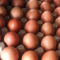 Telur Ayam